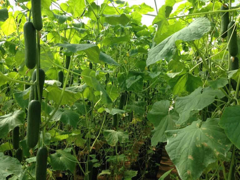 Onesh F1 Hybrid Cucumber Bona Fide Seeds දෙමුහුම් පිපිඤ්ඤ බීජ