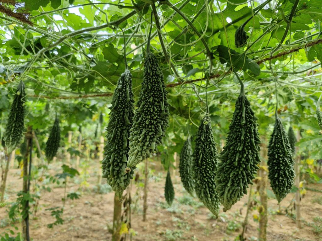 කරවිල වගාව – Bitter Gourd